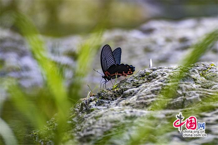 来青木川 我在烟雨朦胧中等你(图3)