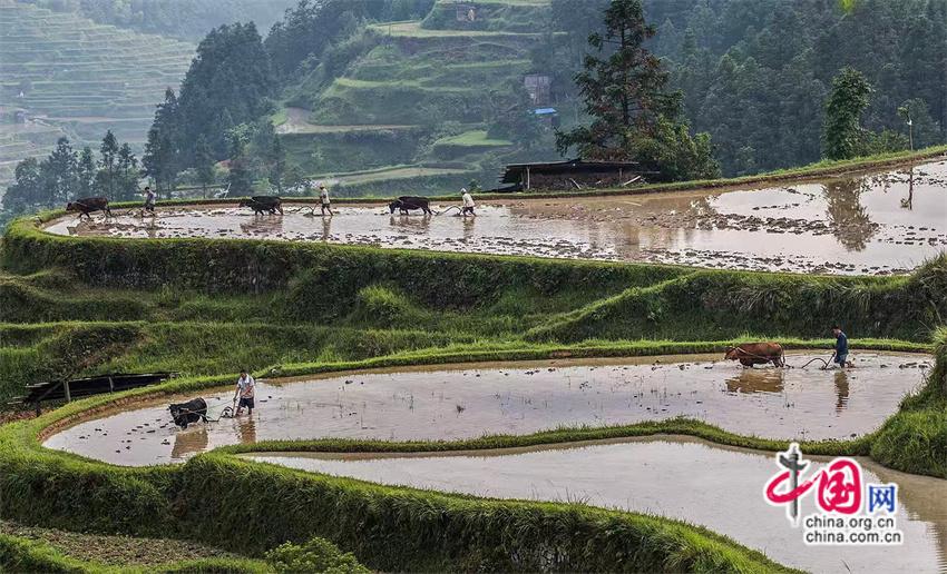 一路黔行：探秘贵州大山深处的有机小镇(图7)