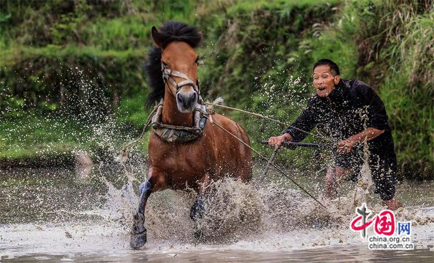 一路黔行：探秘贵州大山深处的有机小镇(图9)