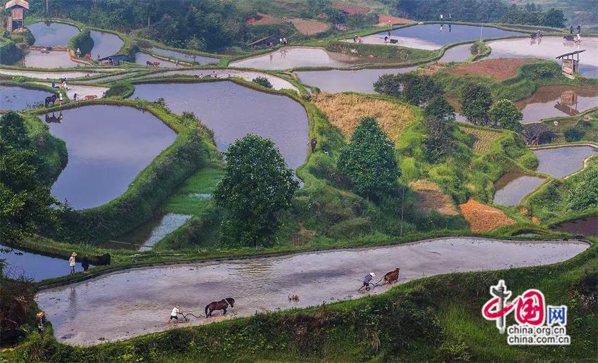 一路黔行：探秘贵州大山深处的有机小镇(图10)