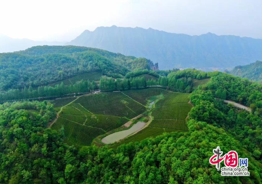 张家界：土家姑娘深耕茶旅 文旅添彩山水间(图1)
