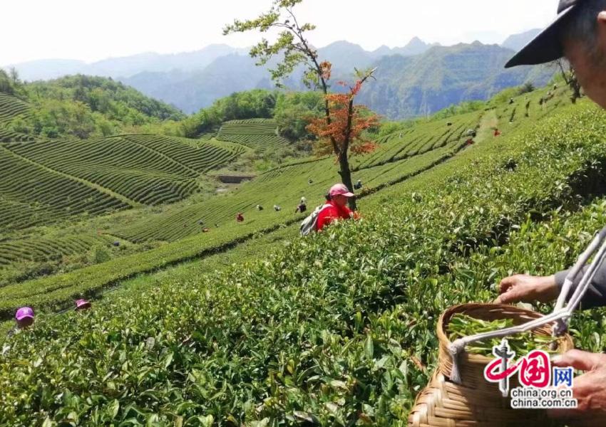 张家界：土家姑娘深耕茶旅 文旅添彩山水间(图3)